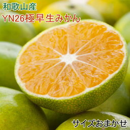 【ふるさと納税】【産直】YN26極早生みかん約5kg（2S～Mサイズおまかせ）※2024年9月中旬～10月中旬頃に順次発送（お届け日指定不可）