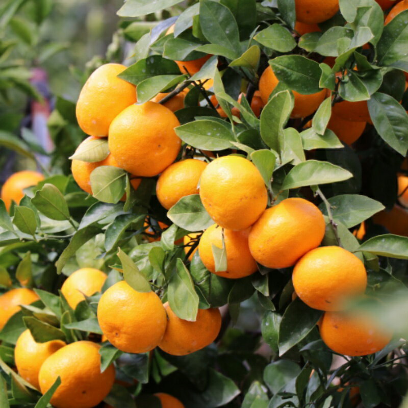 【ふるさと納税】 【先行予約】宮川早生みかん 贈答用 秀品 10kg（2S〜2L）【2025年11月下旬から12月中旬までに順次発送】 / みかん 蜜柑 柑橘 果物 フルーツ 早生 秀品 贈答