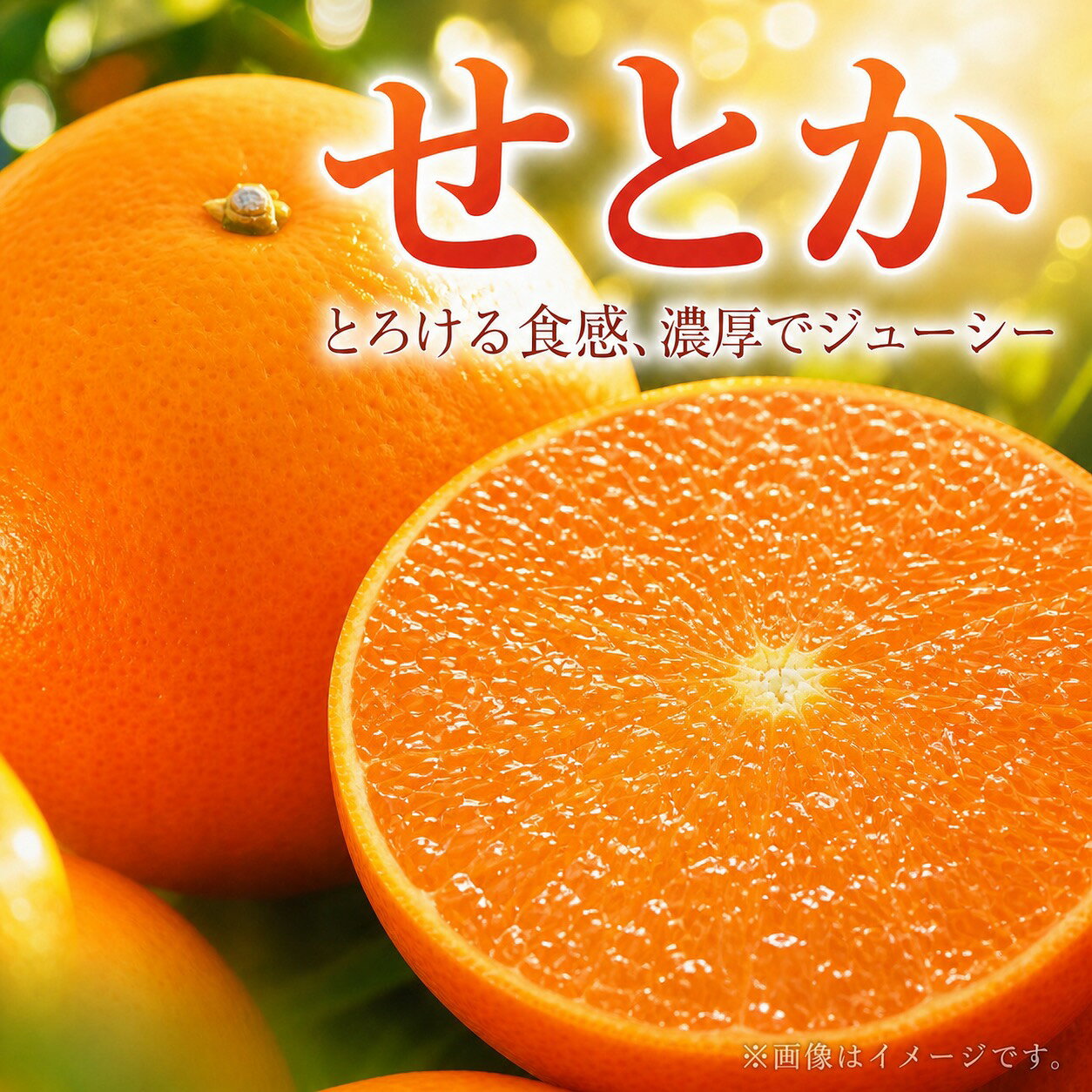 とろける食感 ジューシー柑橘 せとか 約2.5kg ※2027年1月下旬頃〜2027年2月上旬頃に順次発送予定(お届け日指定不可) みかん 蜜柑 柑橘 オレンジ 果物 フルーツ 国産 和歌山県広川町
