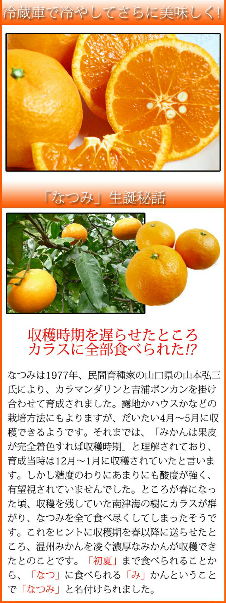 【ふるさと納税】 初夏のみかん なつみ5kg【予約】※2026年4月中旬頃〜2026年4月下旬頃に順次発送予定(お届け日指定不可)