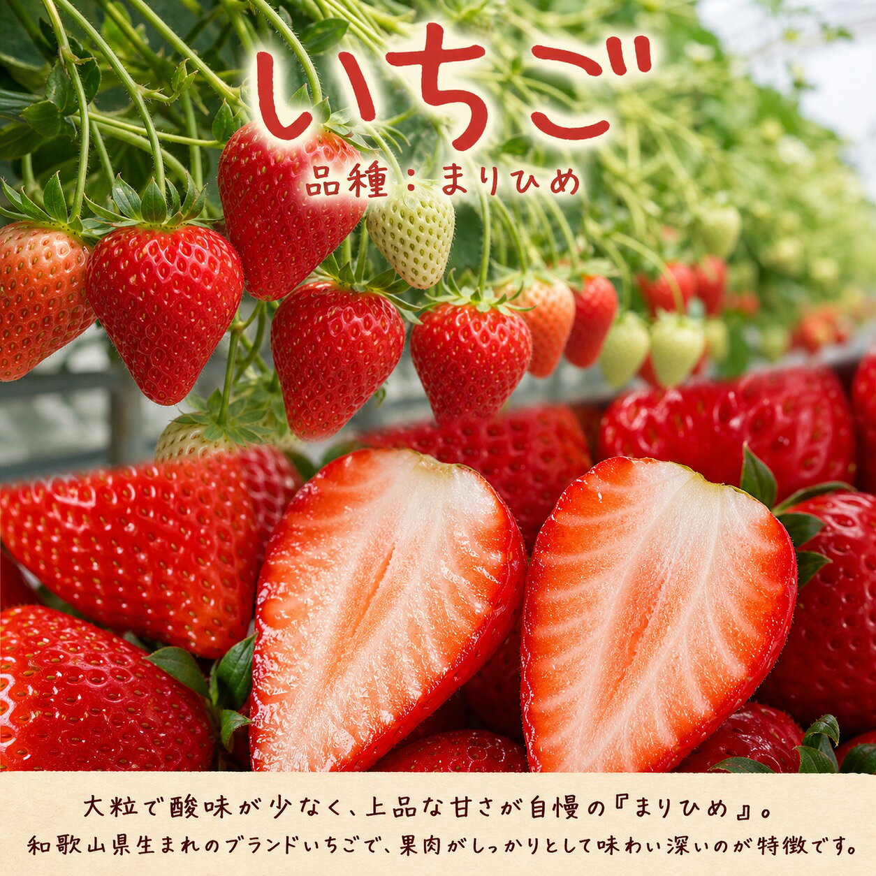 【ふるさと納税】 【全3回定期便】フルーツ大国和歌山よりお届け！旬のフルーツ定期便A【田村みかん・まりひめ・紀州デコ】 / フルーツ 果物 みかん いちご 旬 定期便 f302074-shingu-10002236 和歌山県新宮市 サンプル画像3