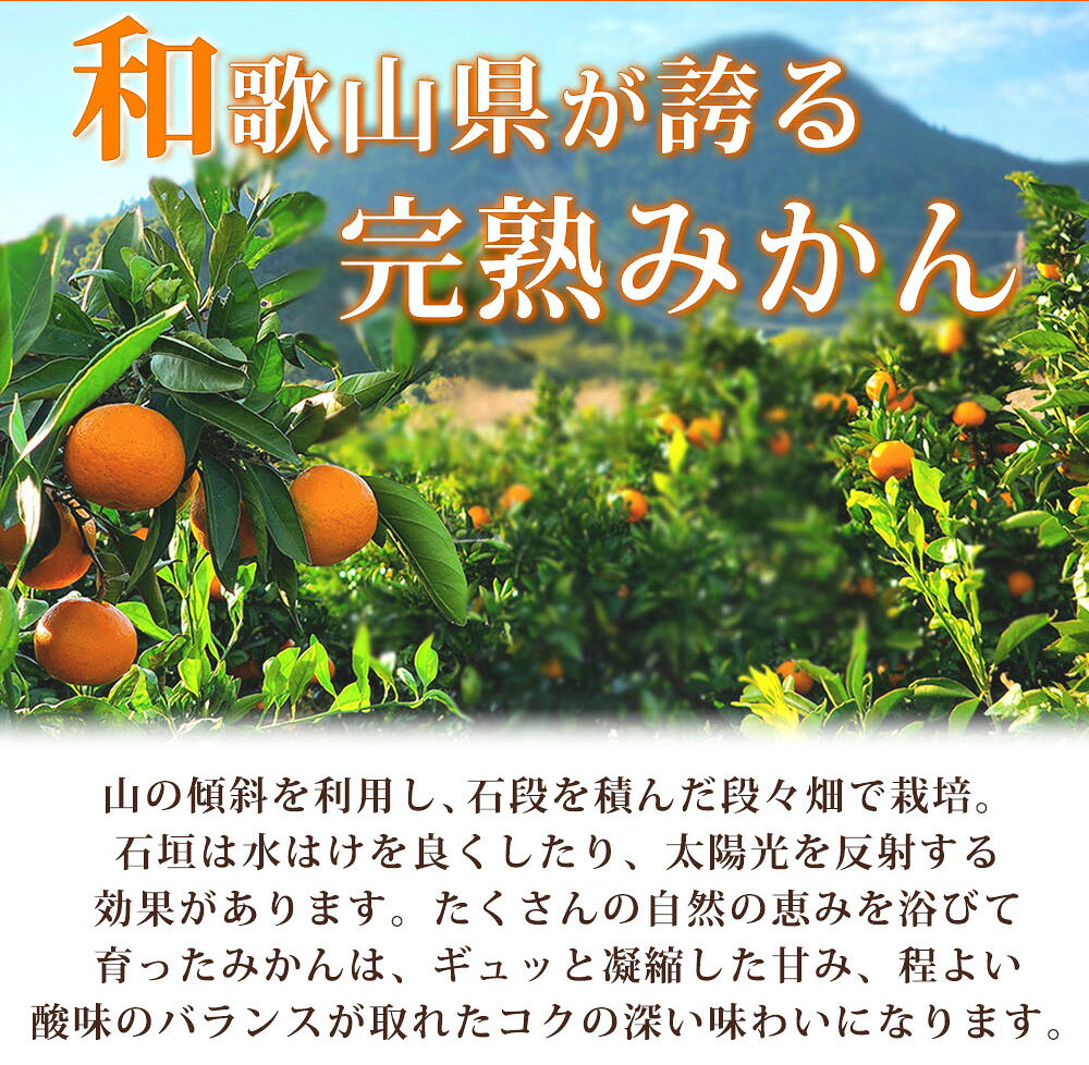 【ふるさと納税】 【先行予約】秀品 有田みかん 2kg 2S～Lサイズのいずれか ※2026年11月下旬頃〜2027年1月下旬頃に順次発送予定 / みかん ミカン 蜜柑 温州みかん 柑橘 フルーツ 果物 くだもの 和歌山 f302074-shingu-10002376 和歌山県新宮市 サンプル画像2