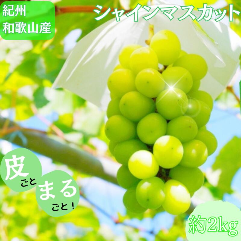 マスカット 紀州和歌山産 シャインマスカット 約2kg ※2026年8月下旬頃〜2026年9月上旬頃に順次発送 ※日付指定不可 ぶどう ブドウ 葡萄 マスカット 果物 くだもの フルーツ 人気