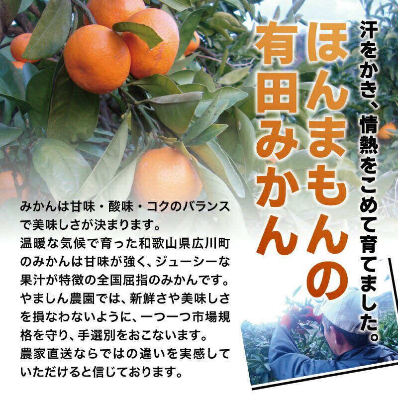 【ふるさと納税】【容量・発送時期 選べる】【家庭用】こだわりの有田みかん 【4kg・8kg・10kg / 11月発送・12月発送・2024年1月発送から選べます】（日付指定不可） 有機質肥料100% 農家直送 みかん ミカン 蜜柑 柑橘 果物 くだもの フルーツ 温州みかん