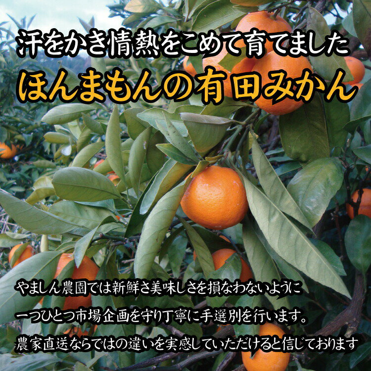 【ふるさと納税】【2022年秋以降発送予約分】＼農家直送／完熟有田みかんSサイズ　約10kg 有機質肥料100%　※2022年11月中旬より順次発送予定（お届け日指定不可）