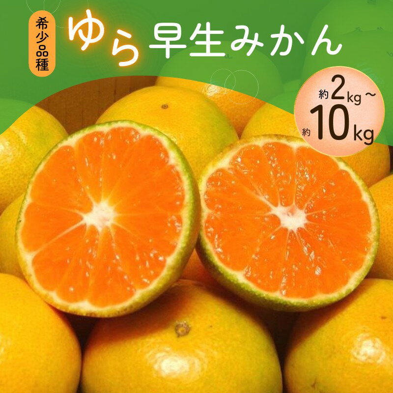 ご家庭用 みかん ゆら早生みかん 約2kg〜 10kg 選べる 容量 光センサー選別 希少品種 数量限定 家庭用 みかん ミカン 果物 くだもの フルーツ 農家直送 2025年10月上旬~順次発送予定 日指定不可