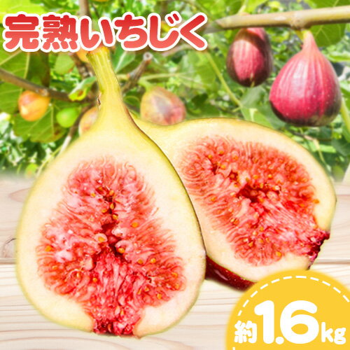 濃厚完熟いちじく 約1.6kg (M〜2Lサイズおまかせ) NUKATA_FARM[8月中旬-12月上旬頃出荷] 和歌山県 紀の川市 いちじく 無花果 フルーツ 果物 送料無料 和歌山県産