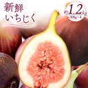 【ふるさと納税】和歌山県紀の川市産 新鮮いちじく 合計1.2kg 約300g×4パック入り《2024年9月上旬-11月中旬頃出荷》紀の川市厳選館 和歌山県 紀の...