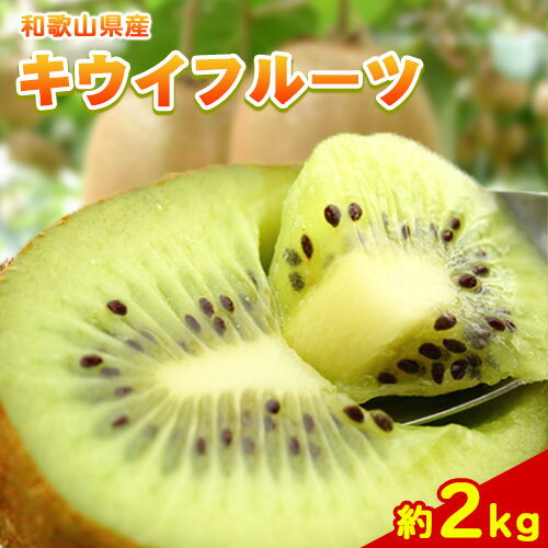 和歌山県紀の川市産キウイフルーツ約2kg(サイズおまかせ)・秀品 紀の川市厳選館 [2024年11月下旬-2025年4月中旬頃より出荷予定] 和歌山県 紀の川市 果物 フルーツ キウイ