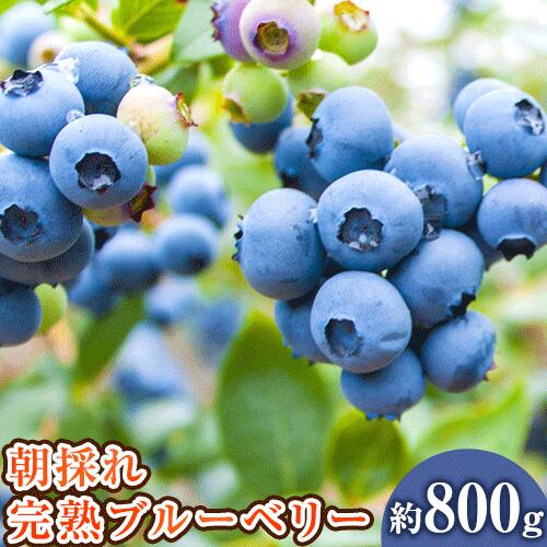 【ふるさと納税】【先行予約】和歌山の朝採れ完熟ブルーベリー 約800g 約200g 4パック 紀の川市厳選館《2024年7月上旬-7月下旬頃出荷》和歌山県 紀の川市 フルーツ 果物