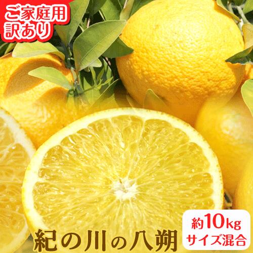 【ふるさと納税】ご家庭用 訳あり 紀の川の八朔 約10kg サイズ混合 厳選 はっさく 柑橘《2023年1月中旬-2月下旬頃より順次出荷》 紀の川市厳選館 和歌山県 紀の川市 フルーツ 果物