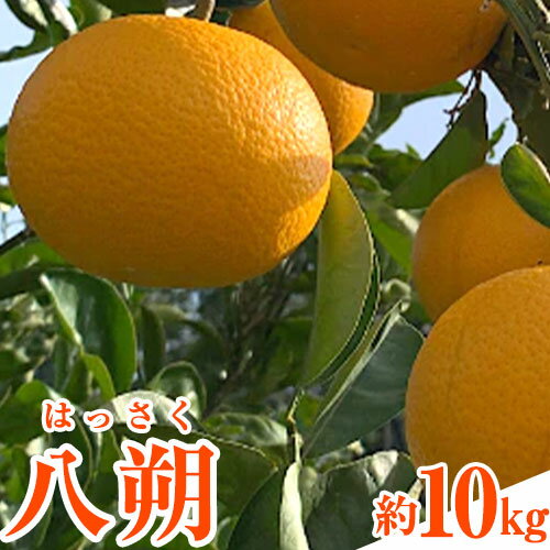 【ふるさと納税】先行予約 和歌山県産 八朔(はっさく) 約10kg 前商店《2026年1月上旬-3月末頃出荷》産地直送 柑橘