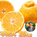 【ふるさと納税】まーくん家の不知火 10kg 《2月末-3月下旬頃出荷》 和歌山県 紀の川市 柑橘 きただ農園まーくん家 化学肥料・除草剤不使用 しらぬい(4)
