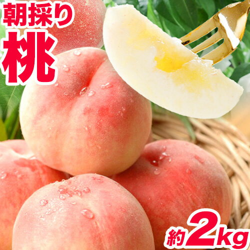 【ふるさと納税】朝採り桃 はやし農園 約2kg《2024年6月中旬-8月上頃出荷》 和歌山県 紀の川市 モモ もも フルーツ …