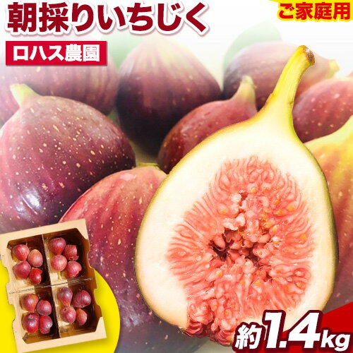 【ふるさと納税】ご家庭用 朝採りいちじく 約1.4kg 350g×4パック ロハス農園《8月上旬-11月末頃出荷》和歌山県 紀の川市 無花果 イチジク【配送不可地域あり】 【ふるさと納税】ご家庭用 朝採りいちじく 約1.4kg 350g×4パック ロハス農園《8月上旬-11月末頃出荷》和歌山県 紀の川市 無花果 イチジク【配送不可地域あり】