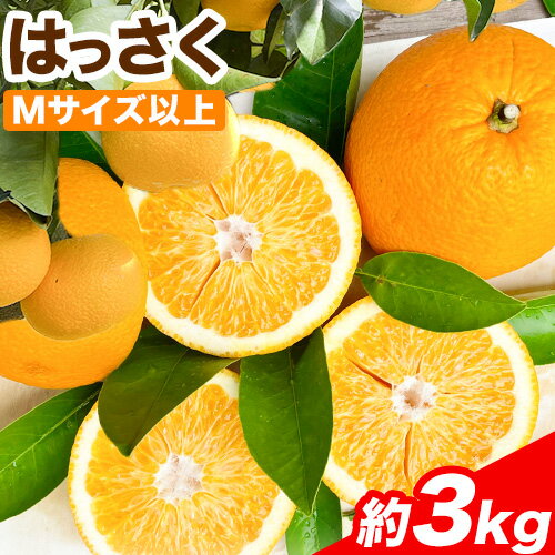 【ふるさと納税】はっさく 約3kg(Mサイズ以上) Cog-Lab《2024年4月上旬-7月上旬頃出荷》 柑橘 八朔 はっさく フルーツ 果物 スイーツ 送料無料