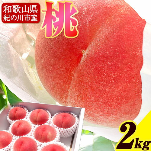 【ふるさと納税】和歌山の桃 約2kg(5-8玉) strong peach《2024年6月末頃-8月末頃出荷》和歌山県 紀の川市 桃 もも紀…