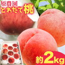 【ふるさと納税】とれたて桃 旬の桃をお届け 約2kg 原農園