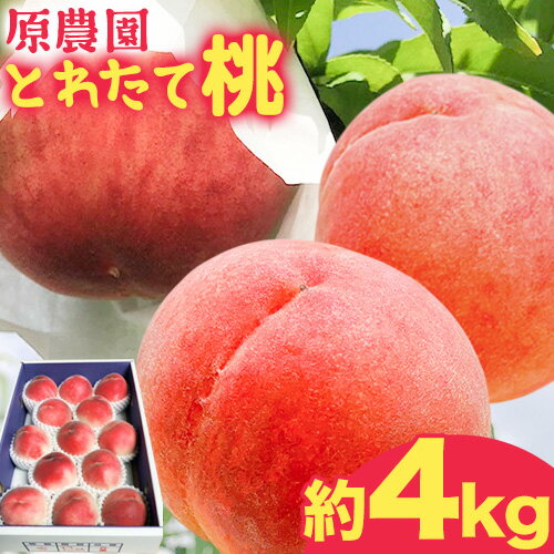 【ふるさと納税】とれたて桃 旬の桃をお届け 約4kg 原農園
