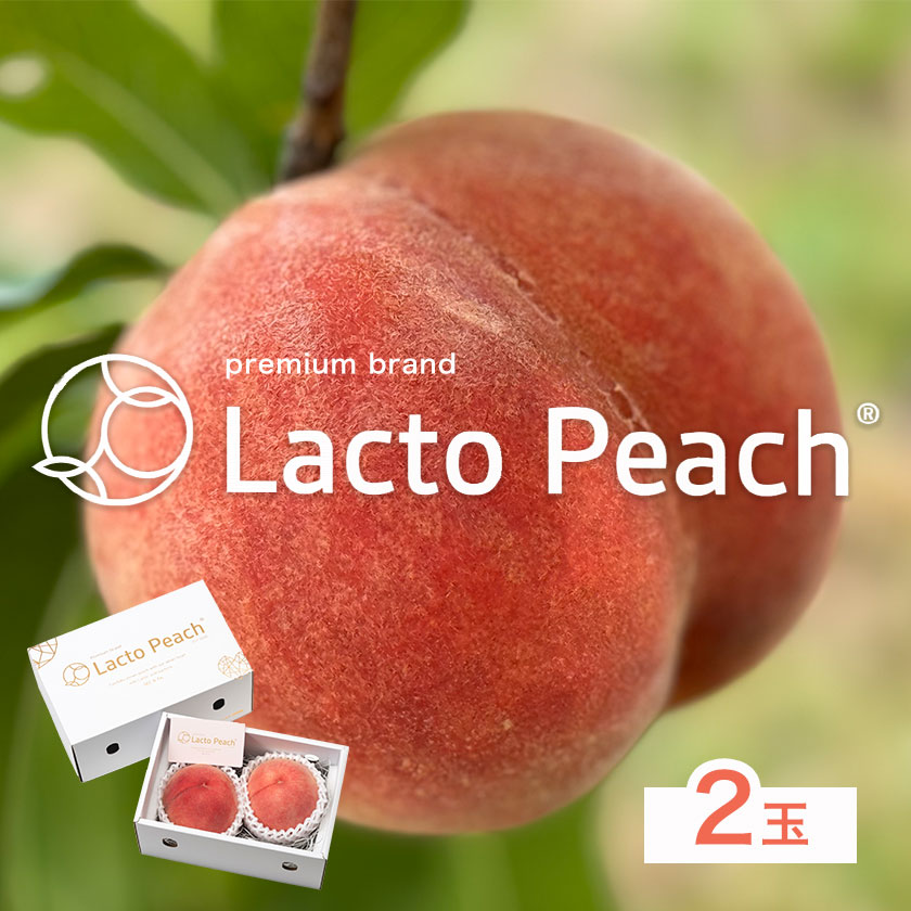 【ふるさと納税】【先行予約】乳酸菌で育てた あら川の桃 Lacto Peach ラクトピーチ 2玉《7月上旬-8月上旬頃出荷》 2玉入箱 和歌山県産 辻本農園 SEC & Co. 紀の川市 果物 フルーツ 桃 もも モモ 旬