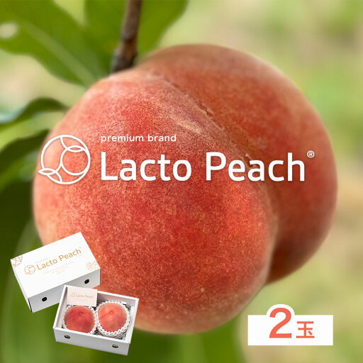 【ふるさと納税】【先行予約】乳酸菌で育てた あら川の桃 Lacto Peach ラクトピーチ 2玉《7月上旬-8月上旬頃出荷》 2玉入箱 和歌山県産 辻本農園 SEC & Co. 紀の川市 果物 フルーツ 桃 もも モモ 旬 【ふるさと納税】【先行予約】乳酸菌で育てた あら川の桃 Lacto Peach ラクトピーチ 2玉《7月上旬-8月上旬頃出荷》 2玉入箱 和歌山県産 辻本農園 SEC & Co. 紀の川市 果物 フルーツ 桃 もも モモ 旬
