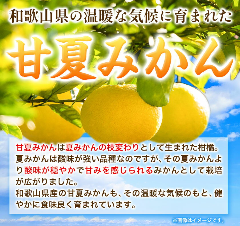 【ふるさと納税】みかん 和歌山県産 甘夏みかん 約10kg (サイズおまかせ L〜3L）紀の川市厳選館《3月頃出荷》 和歌山県 紀の川市 フルーツ 果物 送料無料 紀の川市産【配送不可地域あり】