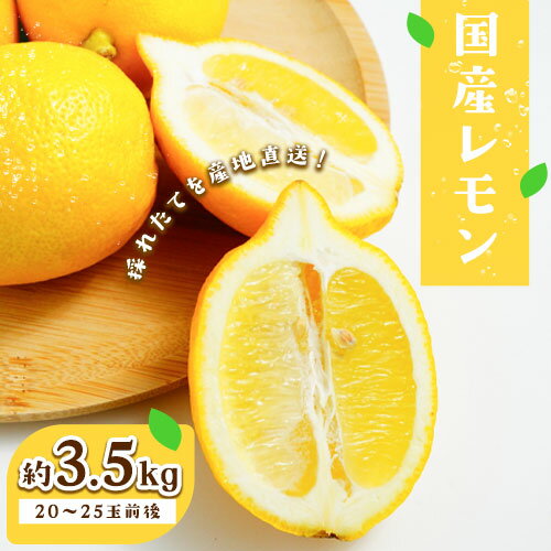 国産レモン 約3.5kg(20〜25玉) やまよし農園[2024年9月上旬-10月末頃出荷] 和歌山県 紀の川市 レモン れもん フルーツ 果物 送料無料 和歌山県産