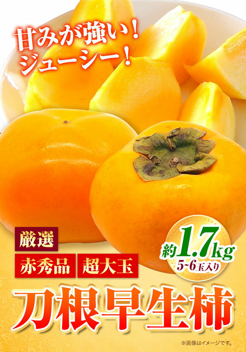 【ふるさと納税】赤秀品 超大玉 刀根早生柿 約 1.7kg （5~6玉） 紀農人株式会社《2025年9月中旬-2025年11月上旬頃出荷》 和歌山県 紀の川市 果物 フルーツ 柿 かき 早生柿 旬
