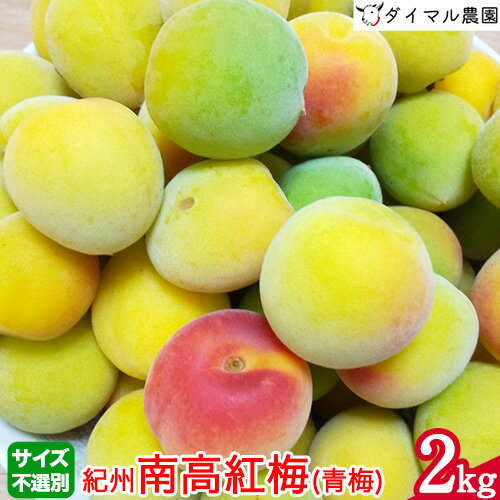 【ふるさと納税】【朝採れ！】紀州南高紅梅(青梅)2kg(22～30個) サイズ不選別 ダイマル農園 《6月上旬頃から6月下旬頃より順次出荷》 和歌山県 紀の川市のサムネイル