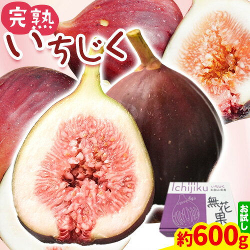 お試し小容量 完熟いちじく 約600g (300g×2パック) パック いちじく イチジク 無花果 JA紀の里農業協同組合[9月上旬-11月上旬頃出荷] 和歌山県 紀の川市 青果物 果物 くだもの フルーツ スイーツ