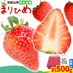 【ふるさと納税】いちご まりひめ 約500g ( 250g × 2パック ) お試し パック 苺 イチゴ JA紀の里農業協同組合《2月中旬-3月末頃出荷》 和歌山県 紀の川市 青果物 果物 くだもの フルーツ スイーツ