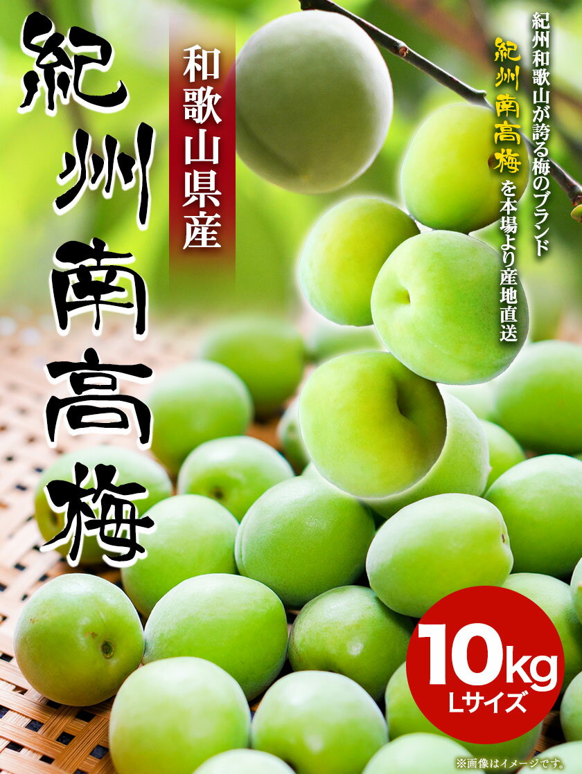 【ふるさと納税】和歌山県産紀州南高梅(青梅)10kg(Lサイズ) 株式会社松源《2024年5月下旬-7月上旬頃出荷》和歌山県 紀の川市