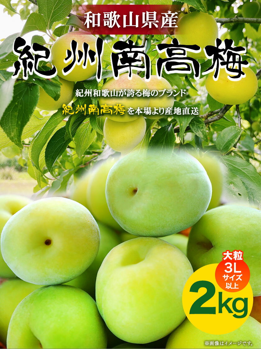 【ふるさと納税】和歌山県産紀州南高梅(青梅)2kg(大粒/3Lサイズ以上) 株式会社松源《2024年5月下旬-7月上旬頃出荷》和歌山県 紀の川市