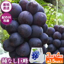 【ふるさと納税】種なし巨峰 3房〜4房入り 約1.5kg以上 m&n果実園《8月上旬-8月末頃出荷》和歌山県 紀の川市