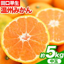 【ふるさと納税】【先行予約】早生みかん(田口早生) 約5kg《2025年11月中旬-12月末頃より出荷予定(土日祝除く)》m&n果実園 和歌山県 紀の川市 送料無料 蜜柑 柑橘 果物 フルーツ 温州みかん 早生みかん 田口早生