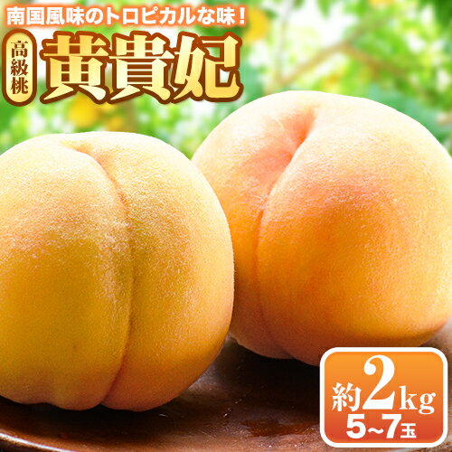 黄貴妃 約2kg 5-7玉入り 嶋農園[2024年9月上旬-9月末頃出荷] 和歌山県 紀の川市 桃 もも モモ フルーツ 果物 送料無料