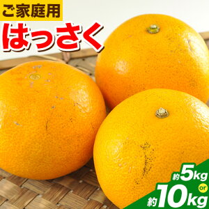 【ふるさと納税】【訳あり/ご家庭用】紀の川八朔 選べる 4kg+1kg (計約5kg) 9kg+1kg (計約10kg) サンファーム《2026年1月上旬-3月末頃出荷》和歌山県 紀の川市 はっさく 柑橘 旬 フルーツ 果物
