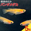 【ふるさと納税】パンダメダカ 5匹 根来めだか《90日以内に出荷予定(土日祝除く)》和歌山県 岩出市 めだか パンダ 観賞用 送料無料