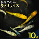 【ふるさと納税】メダカ(ラメミックス) 10匹 根来めだか《90日以内に出荷予定(土日祝除く)》和歌山県 岩出市 めだか 観賞魚 ラメミックス ラメメダカ ラメ 送料無料