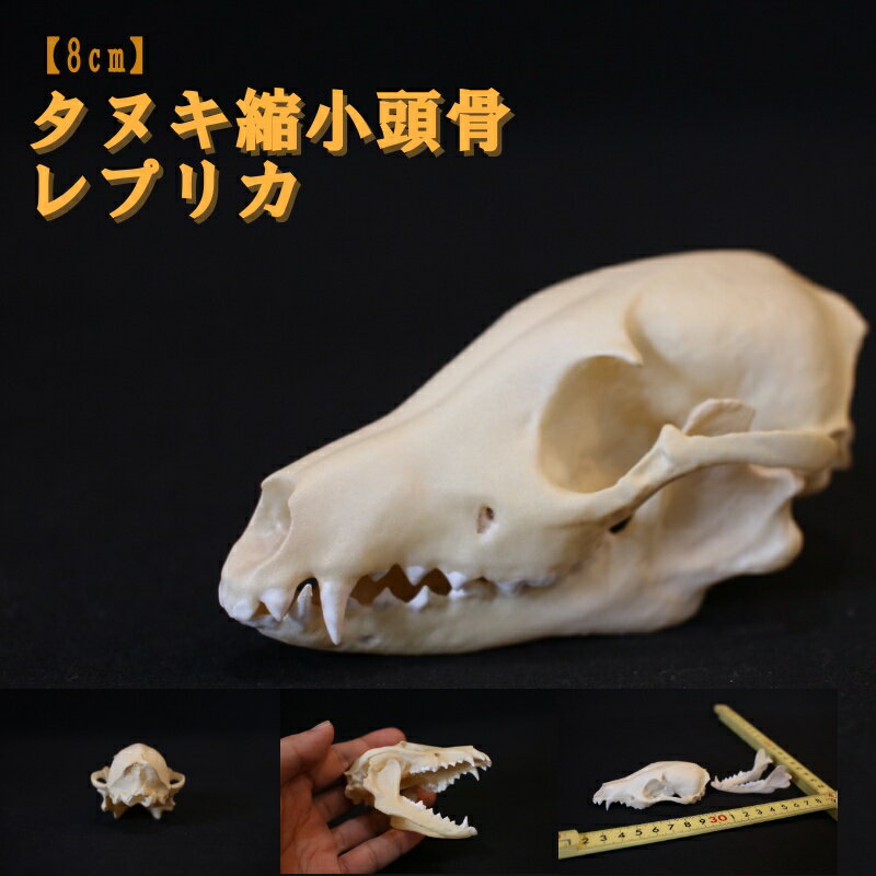 [8cm]タヌキ 縮小頭骨レプリカ|レプリカ標本 コレクション 動物