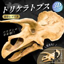 【ふるさと納税】【トリケラトプス】 原寸大 頭骨レプリカ / レプリカ 標本 コレクション プラモデル 実物大 恐竜 骨格レプリカ フィギュア インテリア 展示 模型 博物館 骨格 頭蓋骨 オブジェ 3Dプリント