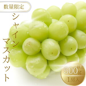 【ふるさと納税】 シャインマスカット 500g 以上 1房 入り 紀美野町産【2025年9月上旬~順次発送致します。】《 レビューキャンペーン 実施中 ! 》/ ぶどう ギフト 贈答 旬 フルーツ 果物 和歌山 9月