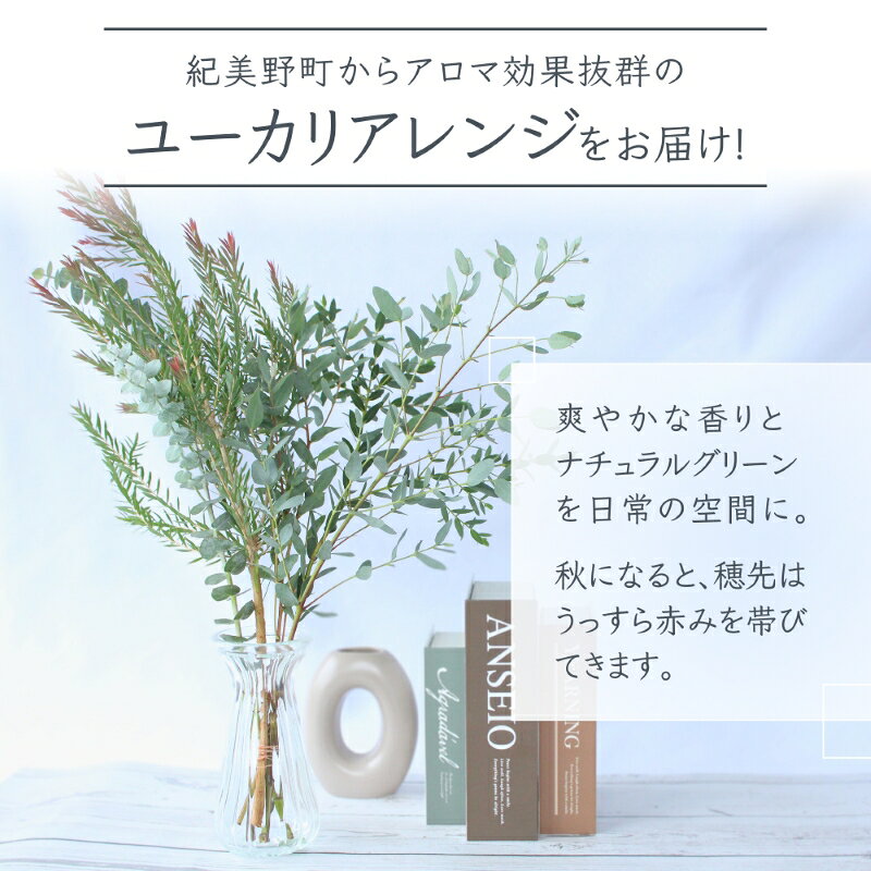 【ふるさと納税】【先行予約】＼アロマ効果抜群／ ユーカリとアカシア(ミモザ)のアレンジ〈なかやFarm 和歌山県 紀美野町〉/ オージープランツ 癒し 清涼感 植物 花瓶 ユーカリ アカシア ミモザ ハーブ プレゼント ギフト