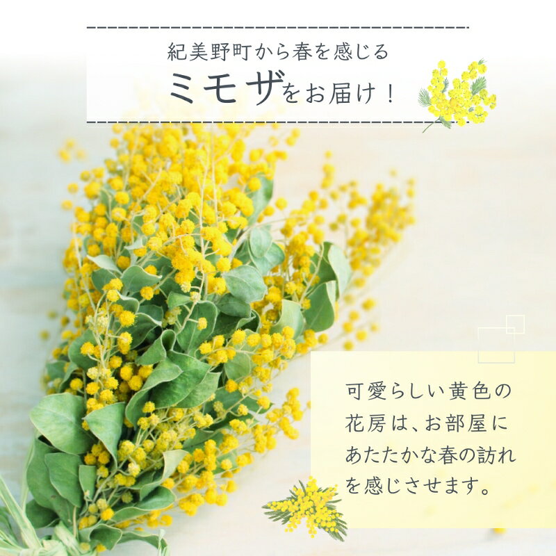 【ふるさと納税】【先行予約】 ～ 春の訪れ ～ ミモザ 〈なかやFarm 和歌山県 紀美野町〉/ 癒し 植物 プランター フラワー プラント 花瓶 アカシア ミモザ ハーブ プレゼント ギフト