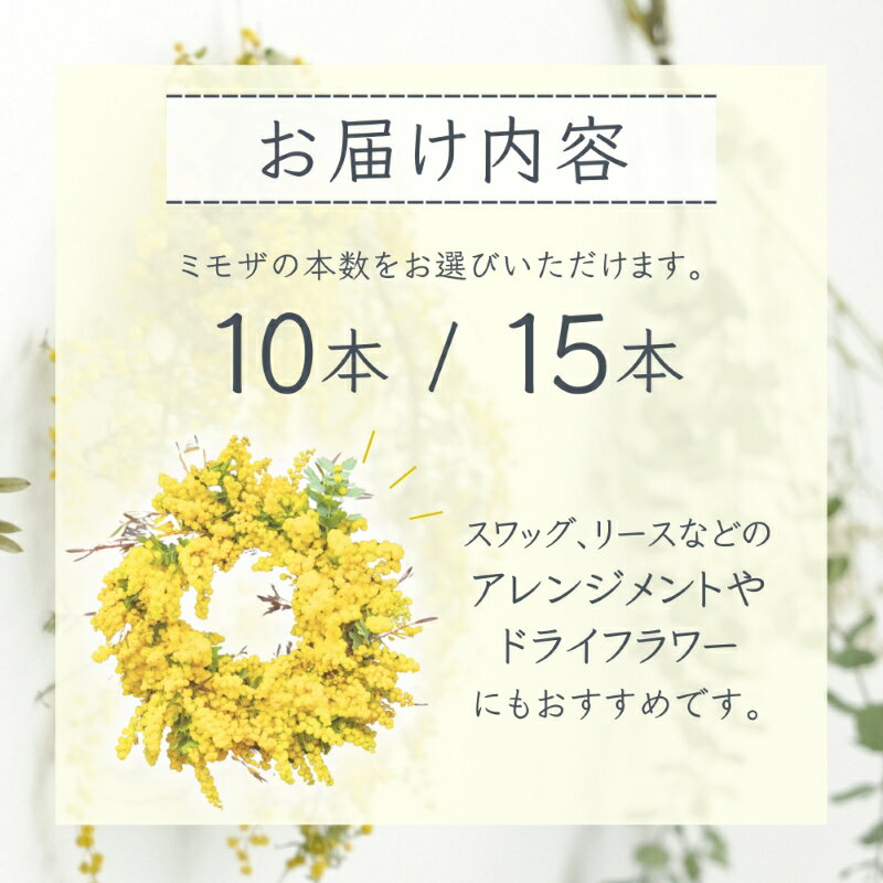 【ふるさと納税】【先行予約】 ～ 春の訪れ ～ ミモザ 〈なかやFarm 和歌山県 紀美野町〉/ 癒し 植物 プランター フラワー プラント 花瓶 アカシア ミモザ ハーブ プレゼント ギフト