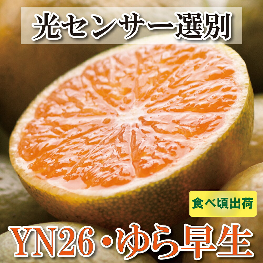 3位! 口コミ数「0件」評価「0」家庭用　極早生有田みかん【選べる容量】補償分付き【YN26・ゆら早生】【わけあり・訳あり】　※2024年9月中旬～11月中旬ごろに順次発送