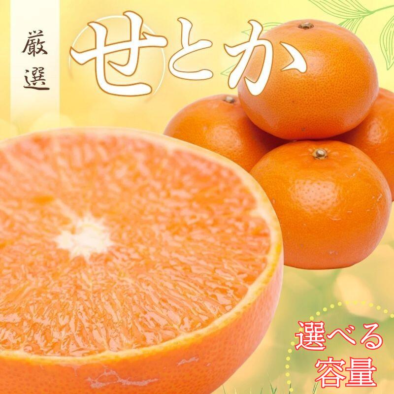 厳選 せとか [選べる容量] 1kg 2.5kg 5kg 7.5kg 10kg [柑橘・春みかんの王様][光センサー選果・食べ頃出荷]※北海道・沖縄・離島配送不可 ※2026年2月上旬〜3月下旬ごろに順次発送予定 / みかん 果物 柑橘 フルーツ 和歌山 有田みかん