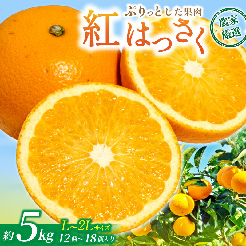 [先行予約][数量わずか]あふれる果汁! 希少な紅はっさく 秀品 5kg L〜2L ※2026年1月初旬〜2026年3月末頃に順次発送予定(お届け日指定不可) / ハッサク 八朔 紅八朔 紅はっさく フルーツ 柑橘 蜜柑 果物 くだもの