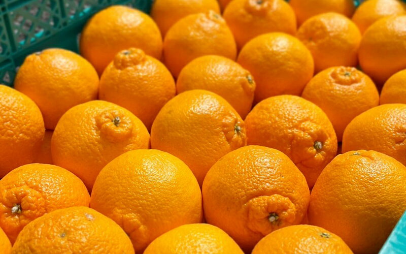 【ふるさと納税】【先行予約】【数量わずか】樹上完熟しらぬい（不知火） 約2kg(6個) 秀品 2026年2月末～2026年4月中旬頃に順次発送予定（お届け日指定不可）/ 和歌山 みかん しらぬい 不知火 フルーツ 柑橘 蜜柑 果物 くだもの