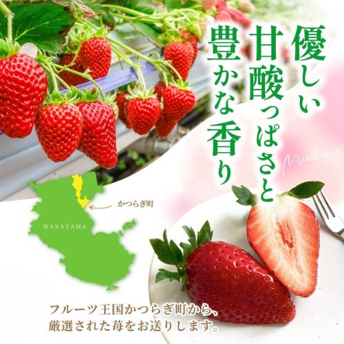 【ふるさと納税】【先行予約】まりひめ いちご 12粒～15粒入り 【選べるパック数】 ※2026年1月中旬～2026年3月中旬頃に順次発送予定（お届け日指定不可）/ いちご 苺 まりひめ 和歌山 フルーツ 果物 くだもの